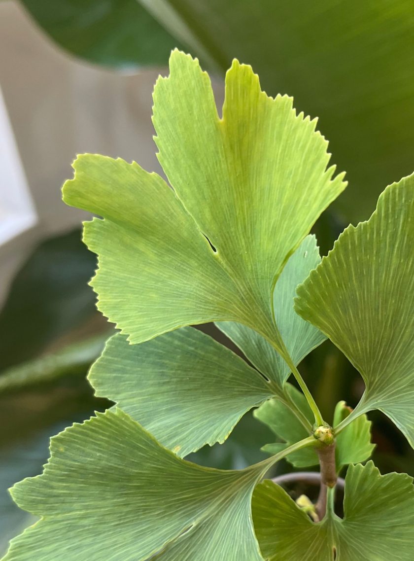 ginkgo biloba