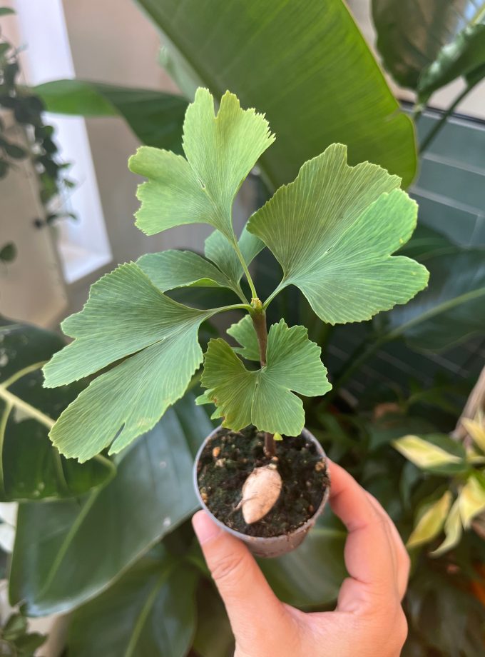 ginkgo biloba