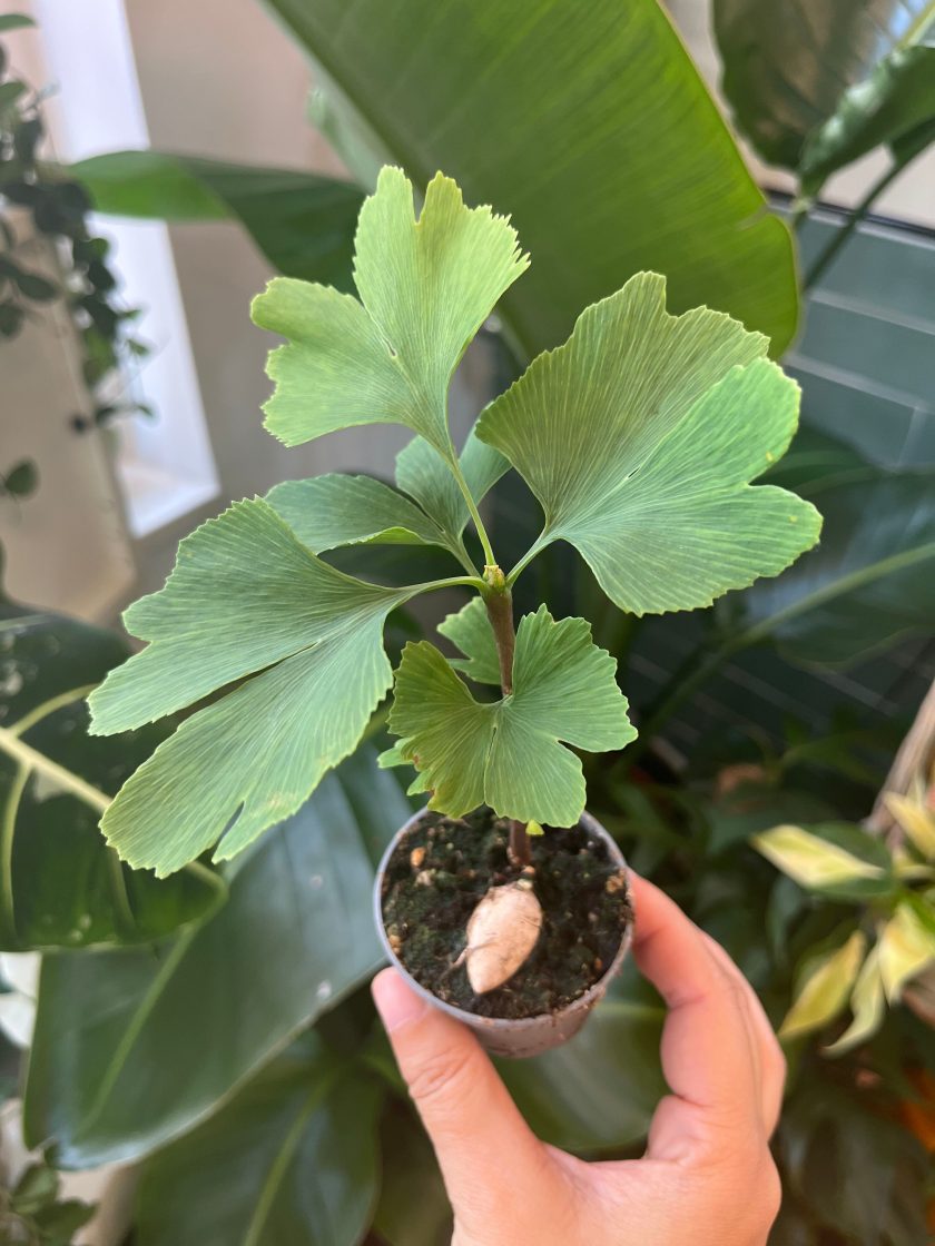 ginkgo biloba