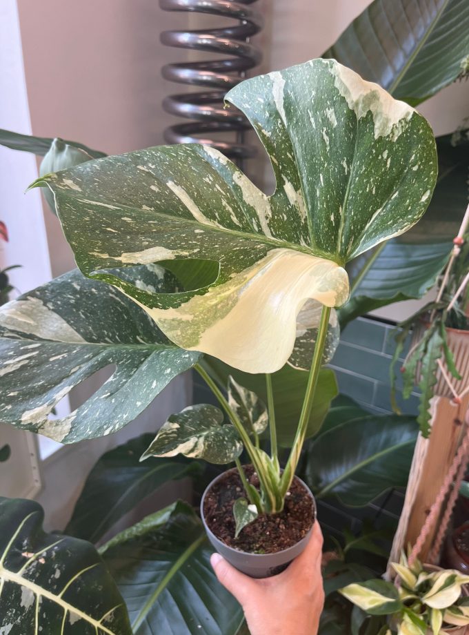 Monstera Thai Constellation