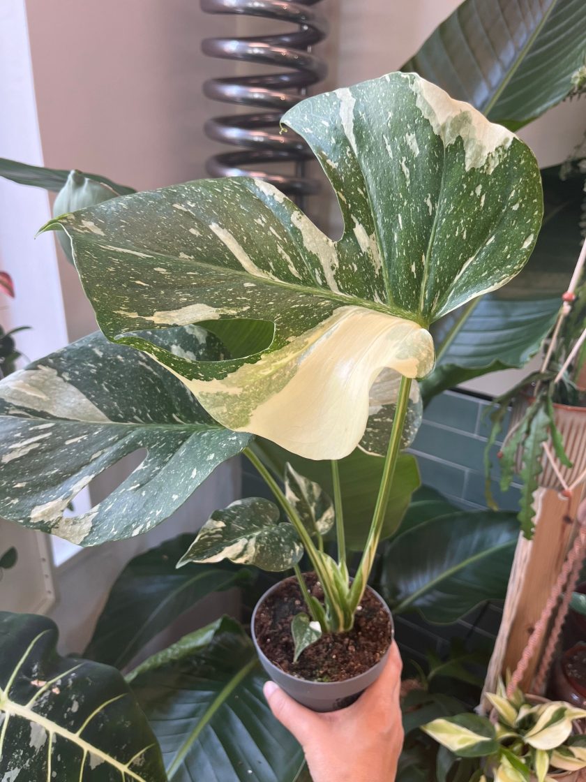 Monstera Thai Constellation