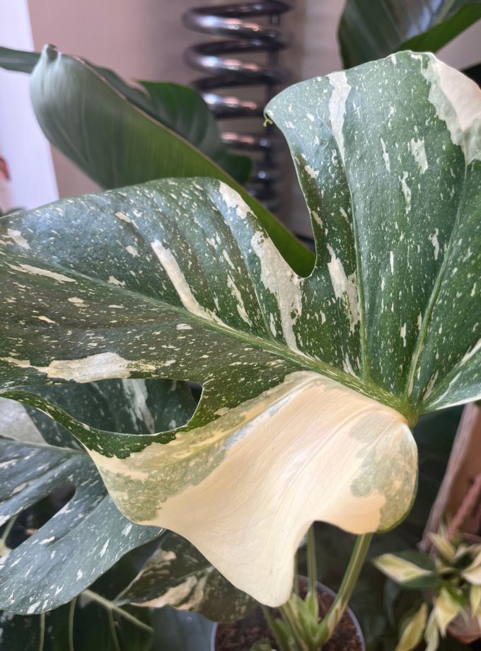 Monstera Thai Constellation