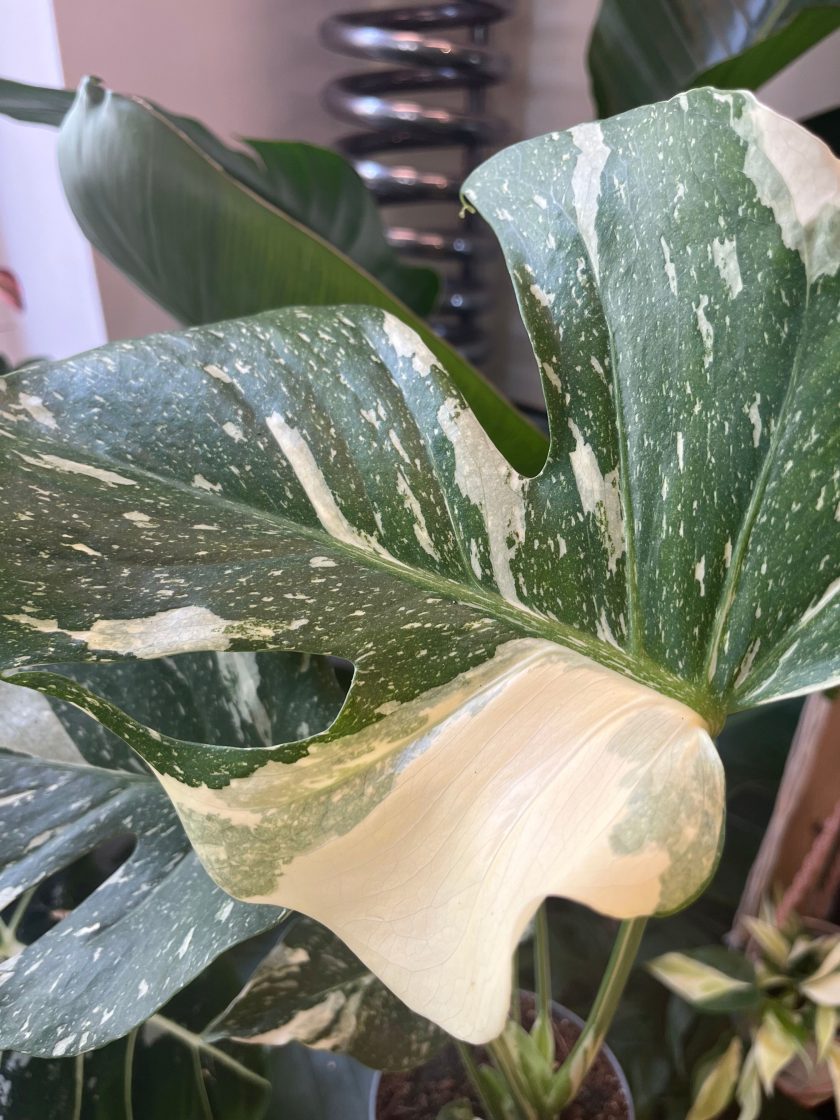 Monstera Thai Constellation