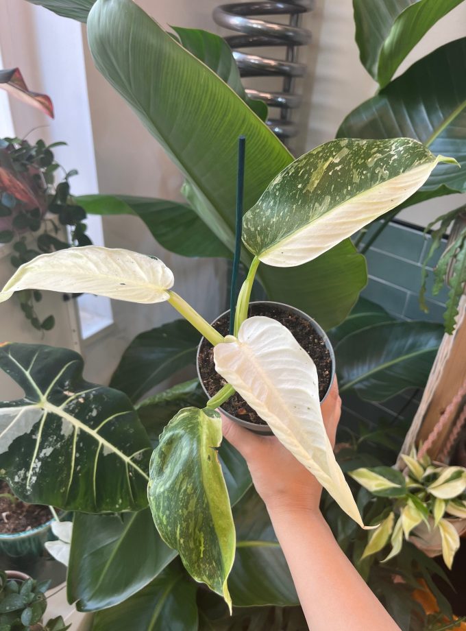 Philodendron Jose Buono