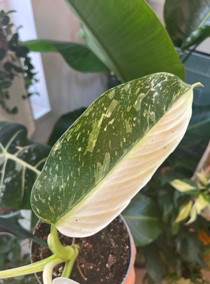 Philodendron Jose Buono