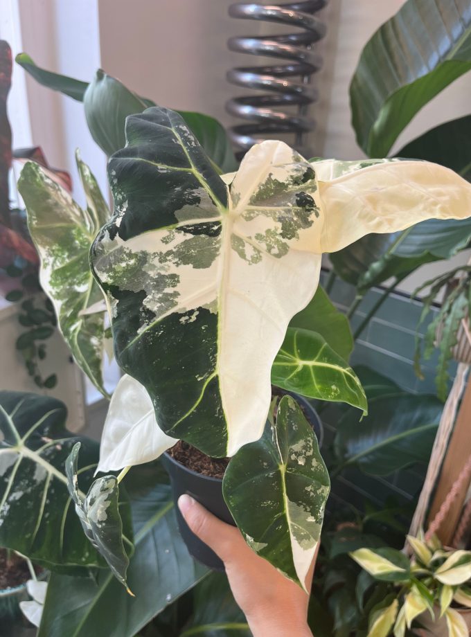 Alocasia Frydek Variegata