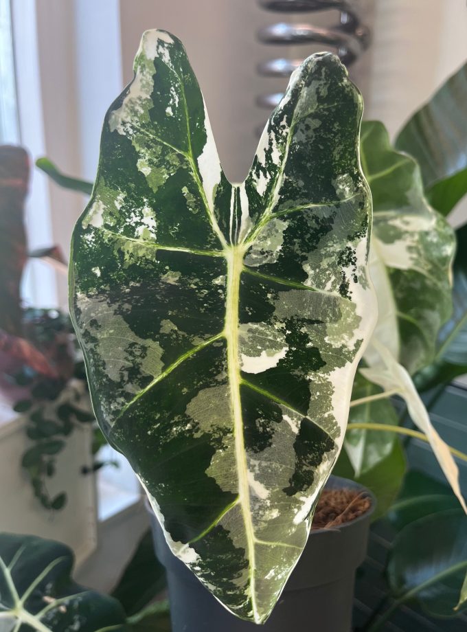 Alocasia Frydek Variegata