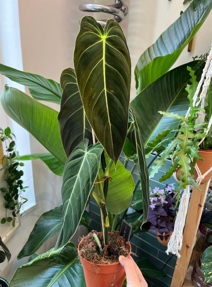 Philodendron Melanochrysum