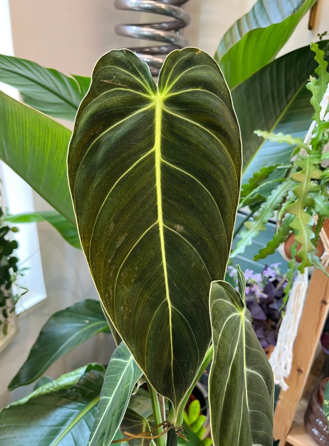 Philodendron Melanochrysum