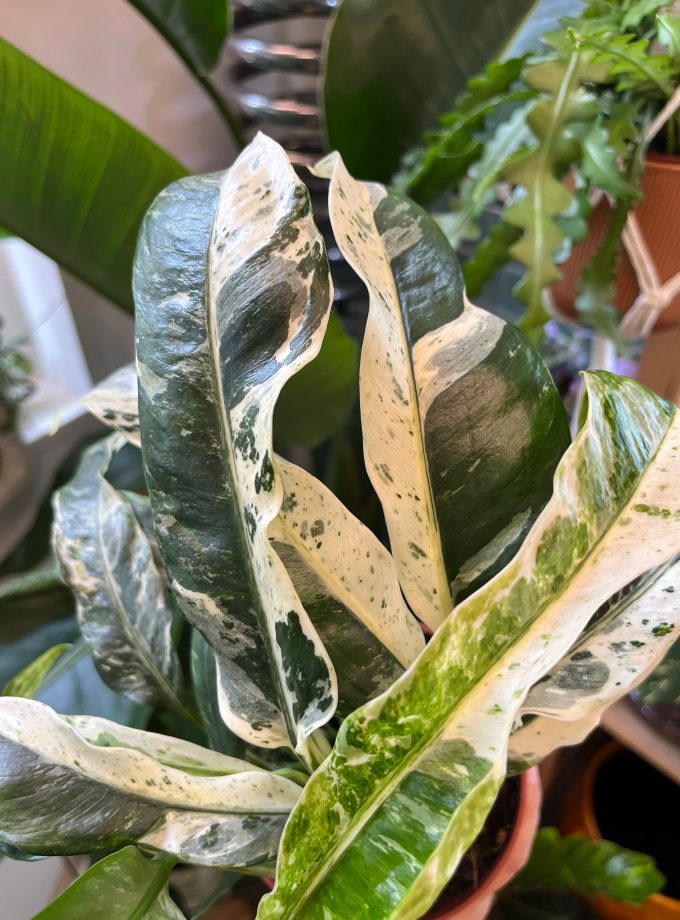 rhaphidophora puberula variegata