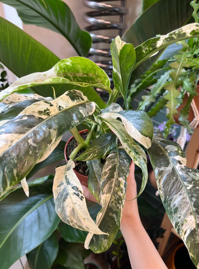 rhaphidophora puberula variegata