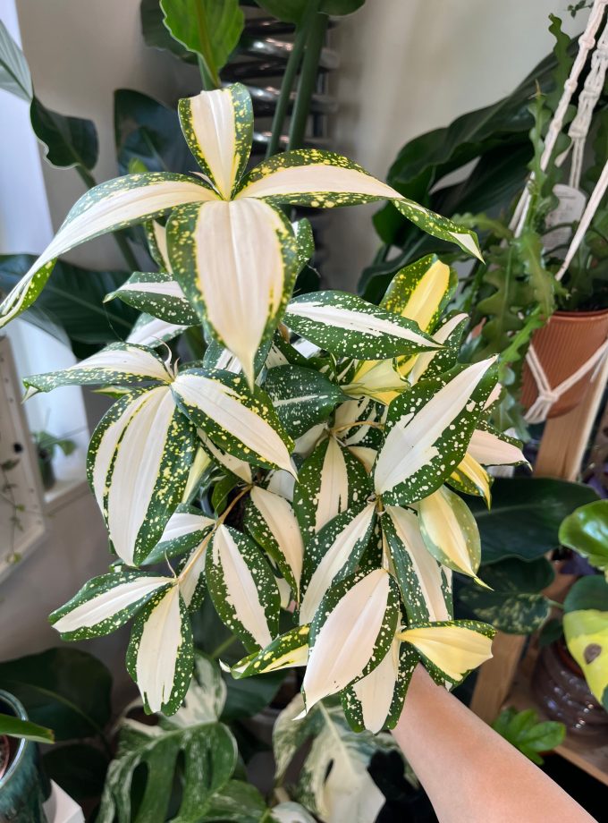 Dracaena Surculosa Milky Way