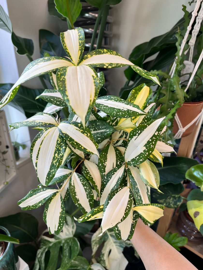 Dracaena Surculosa Milky Way