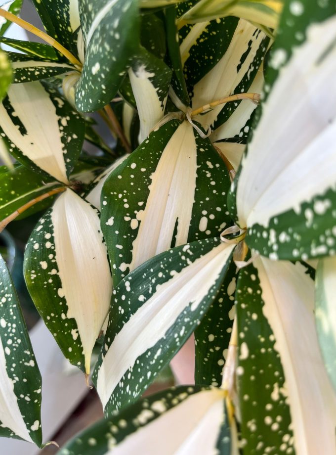 Dracaena Surculosa Milky Way