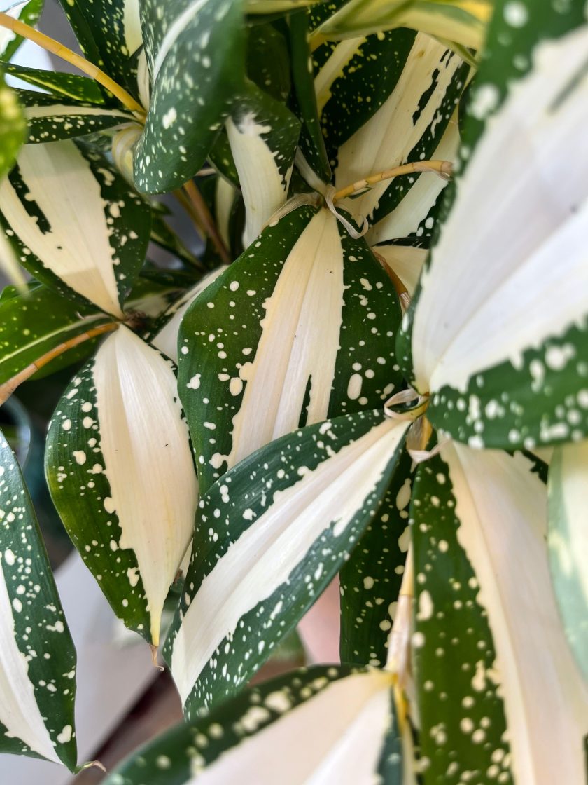 Dracaena Surculosa Milky Way