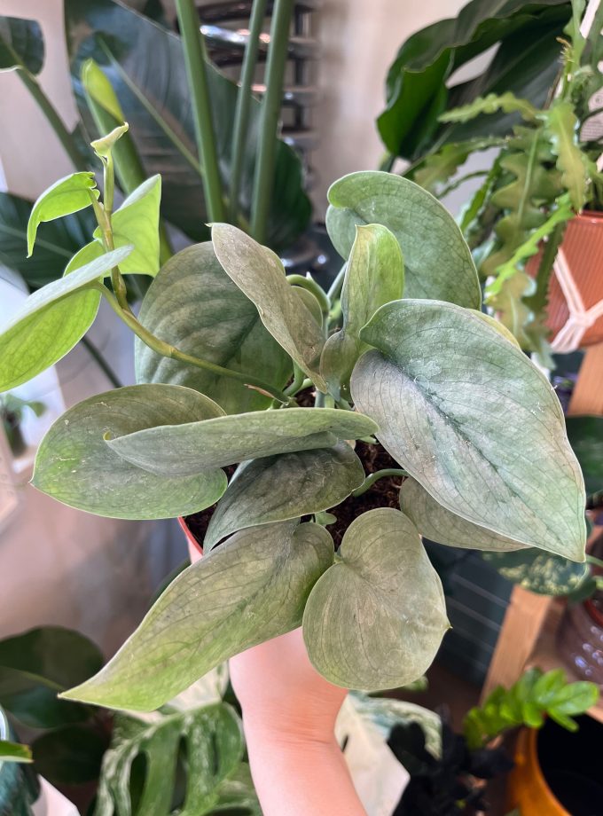Scindapsus Silver Hero