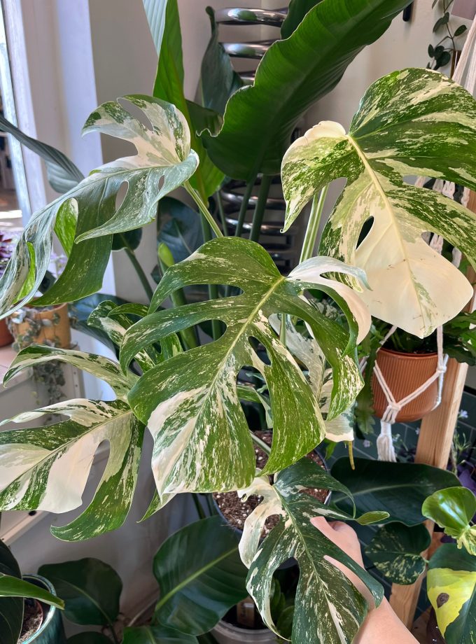 Monstera Albo Variegata