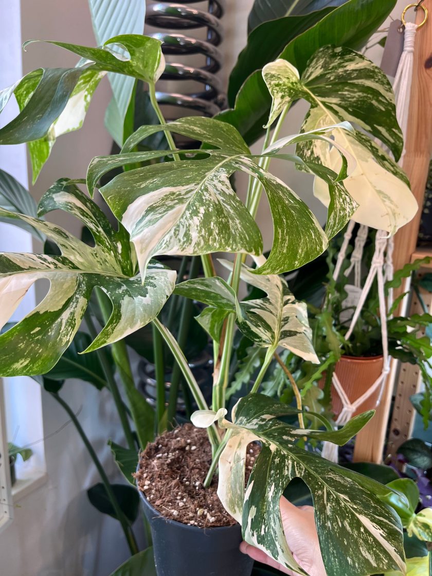 Monstera Albo Variegata