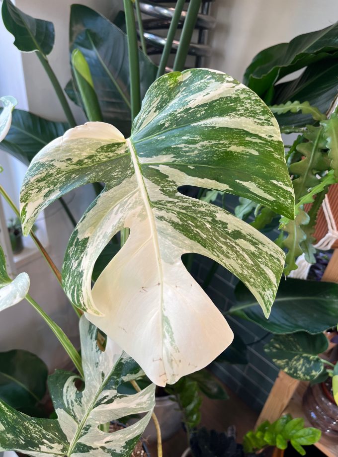 Monstera Albo Variegata
