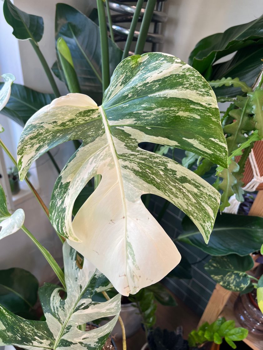 Monstera Albo Variegata