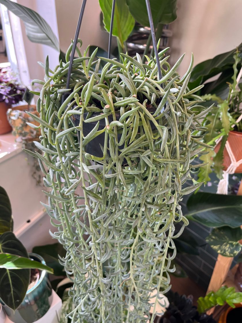Senecio Radicans