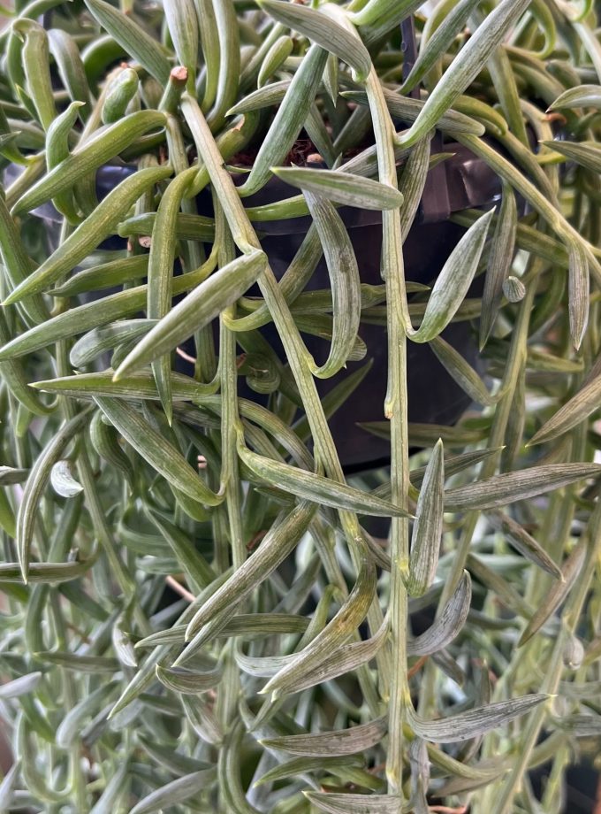Senecio Radicans