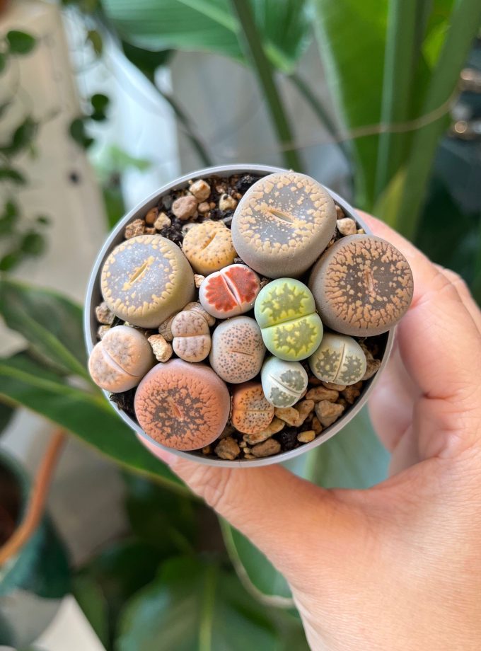 Lithops