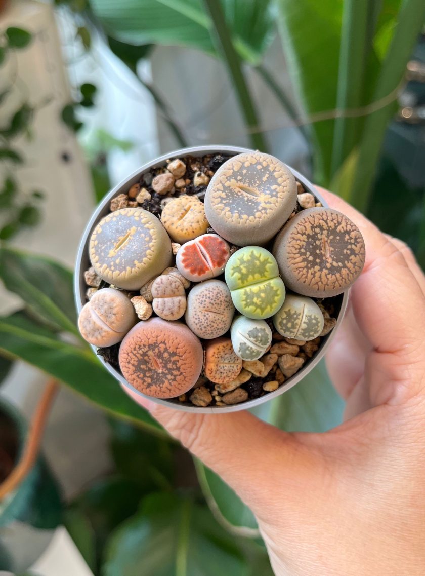 Lithops