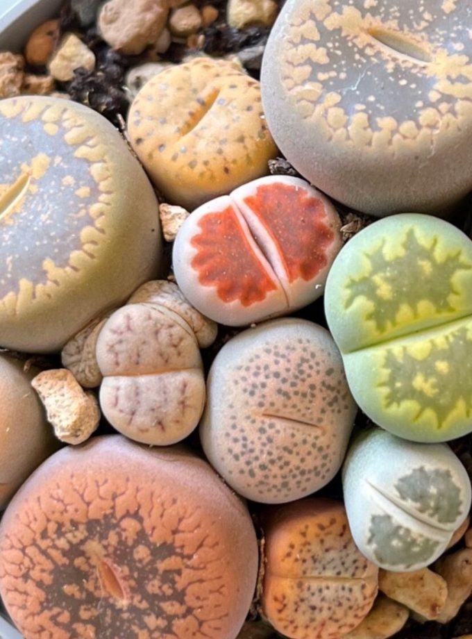 Lithops