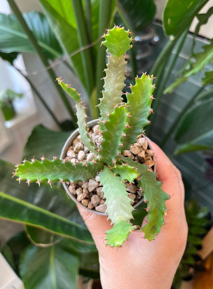 Euphorbia Stellata