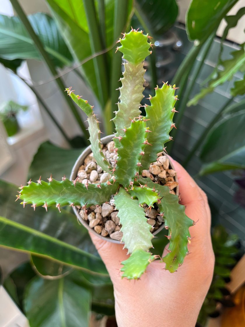 Euphorbia Stellata