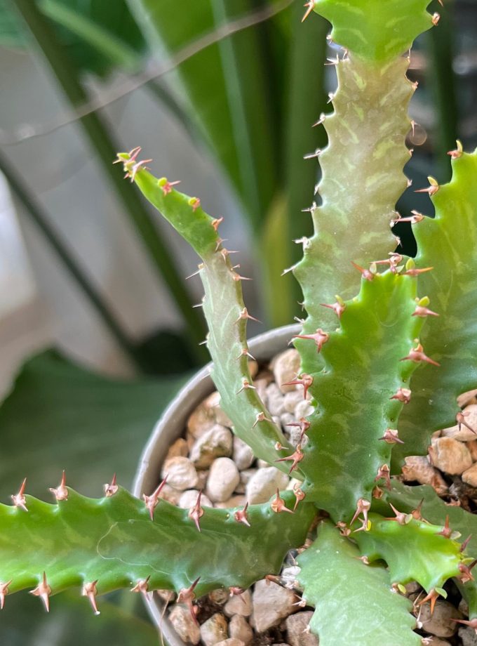 Euphorbia Stellata