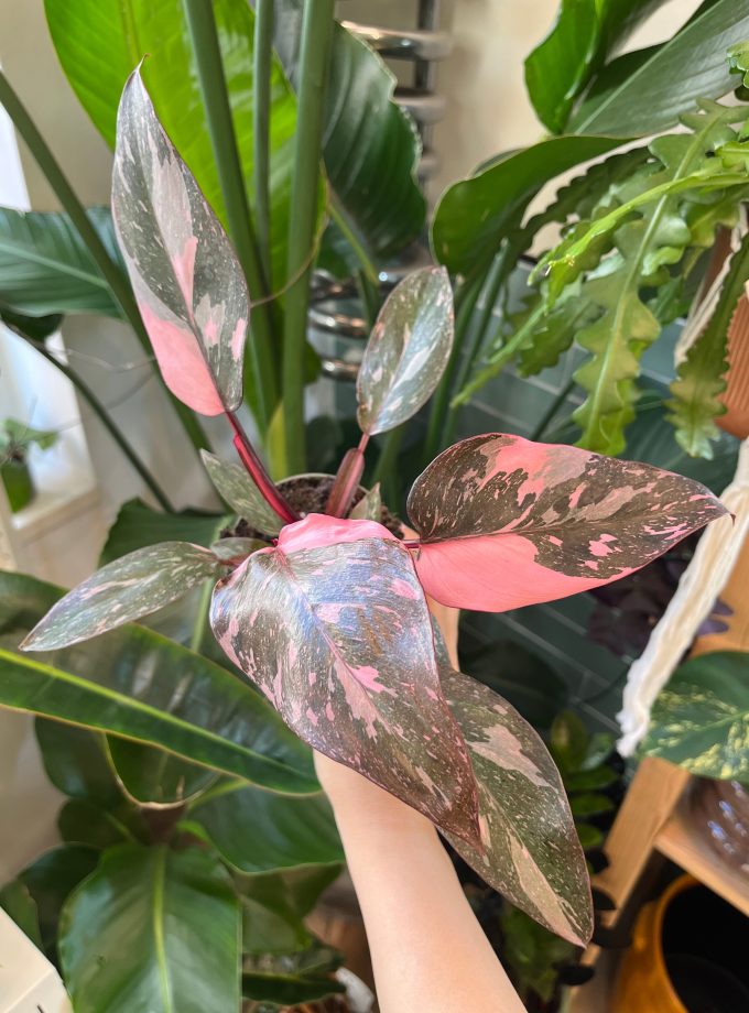 Philodendron Pink Princess