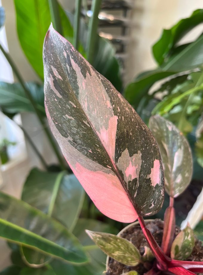 Philodendron Pink Princess