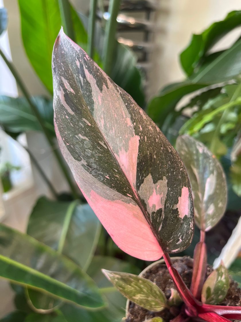 Philodendron Pink Princess