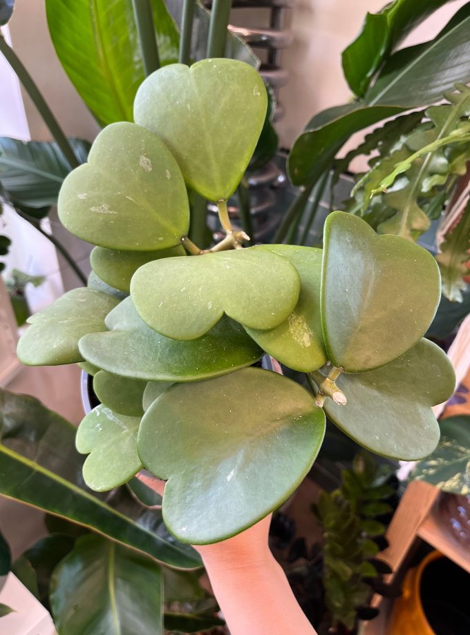 Hoya Kerrii