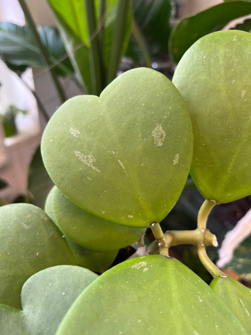 Hoya Kerrii