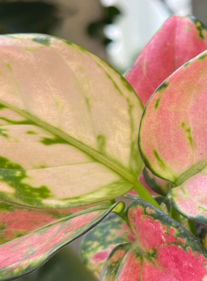 Aglaonema Pinky Promise