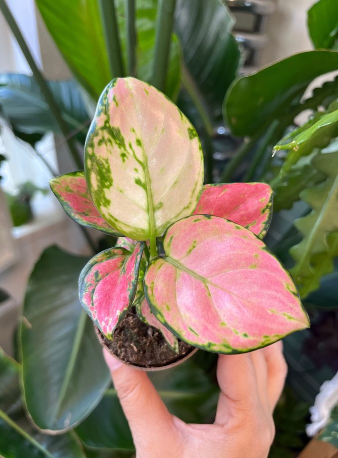 Aglaonema Pinky Promise