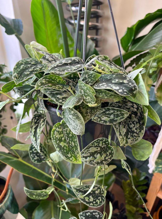 Scindapsus Tricolor Silver