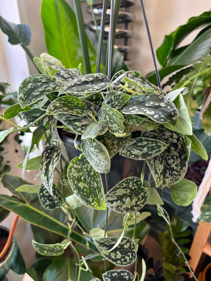 Scindapsus Tricolor Silver