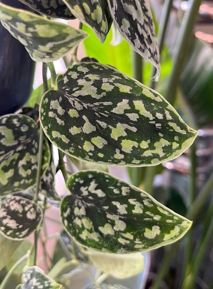 Scindapsus Tricolor Silver