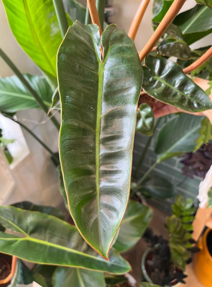 Philodendron Billietiae