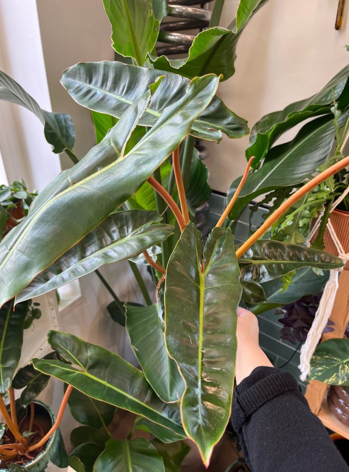 Philodendron Billietiae
