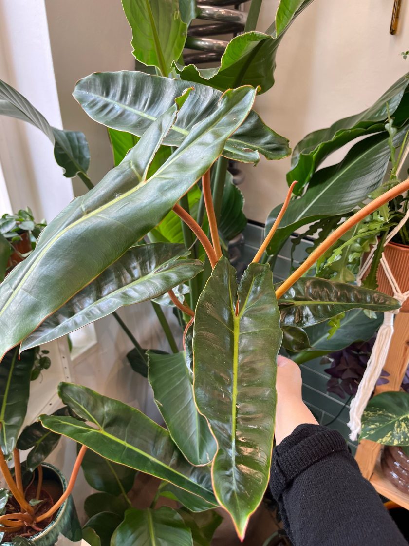 Philodendron Billietiae