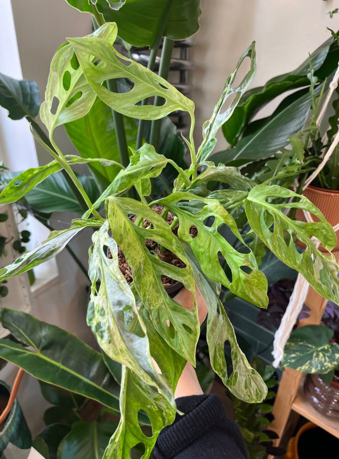 Monstera Indonesian Marble