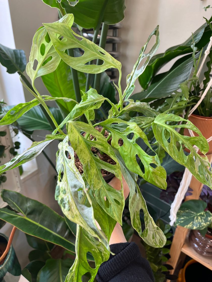 Monstera Indonesian Marble