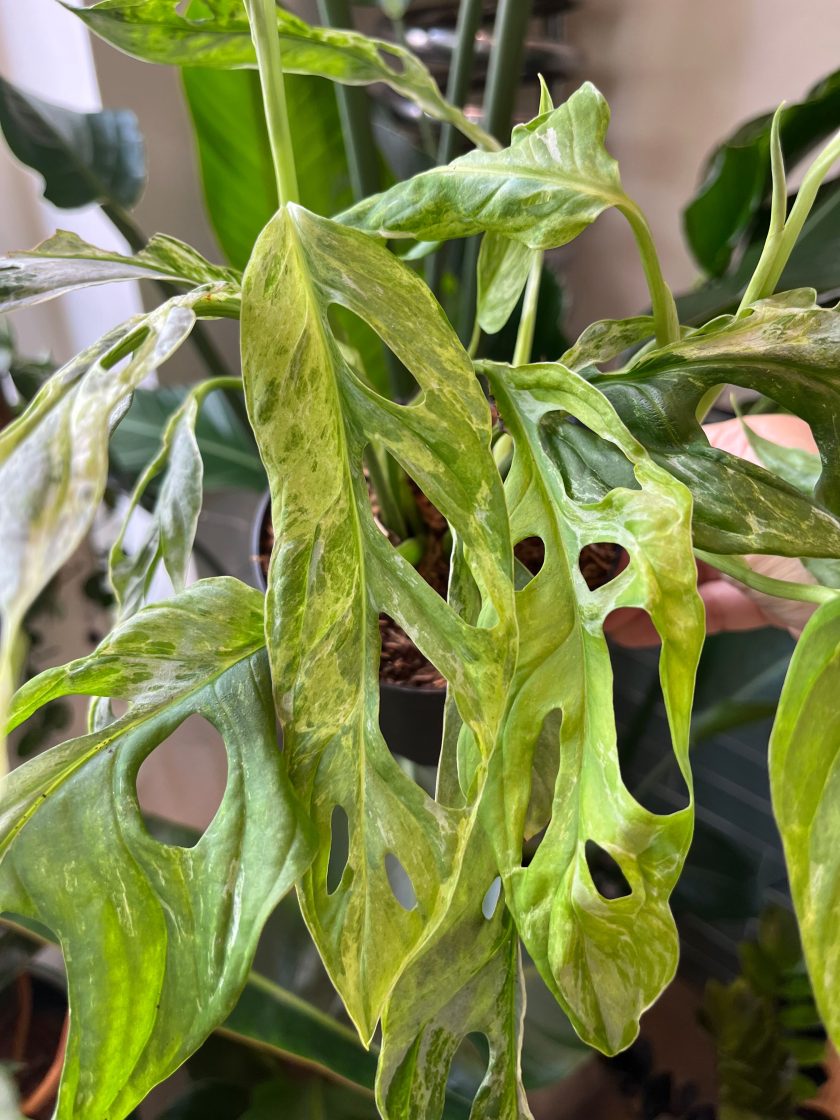 Monstera Indonesian Marble