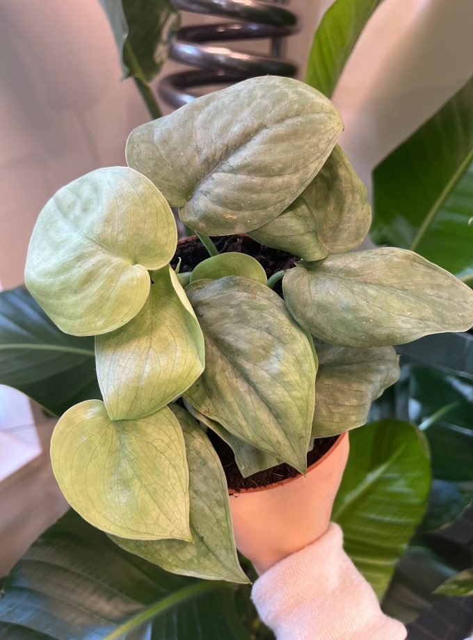 Scindapsus Silver Hero