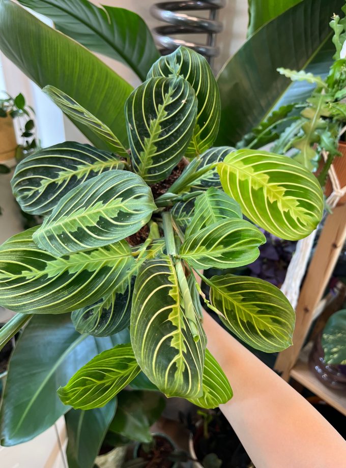 Maranta Lemon Lime